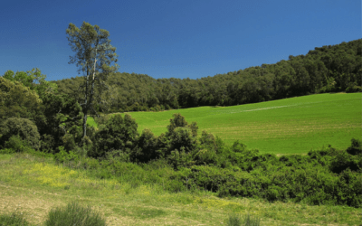 Els processos ecològics: els grans oblidats