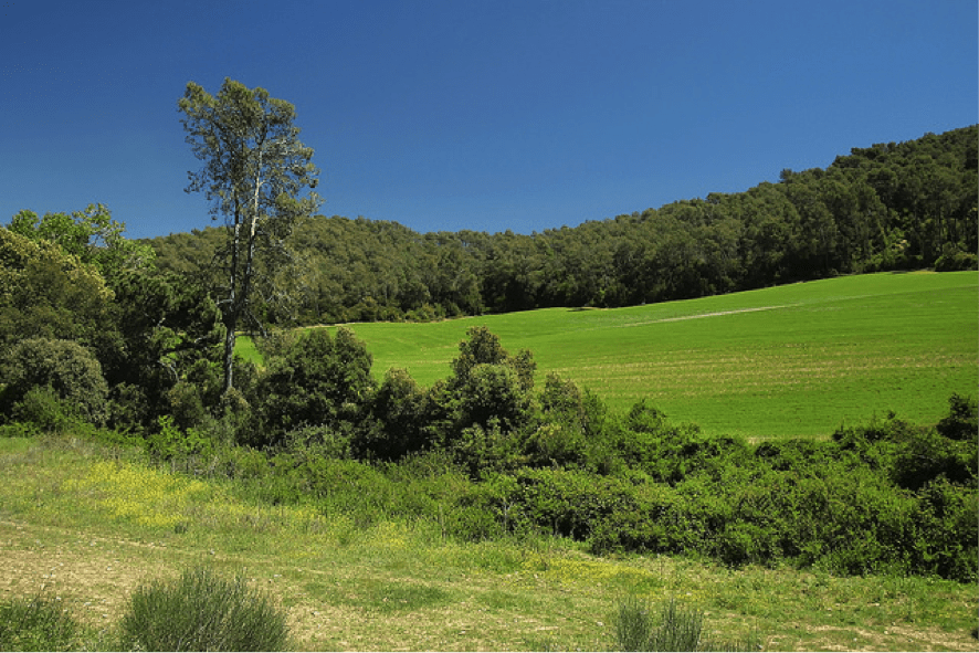 Els processos ecològics: els grans oblidats.