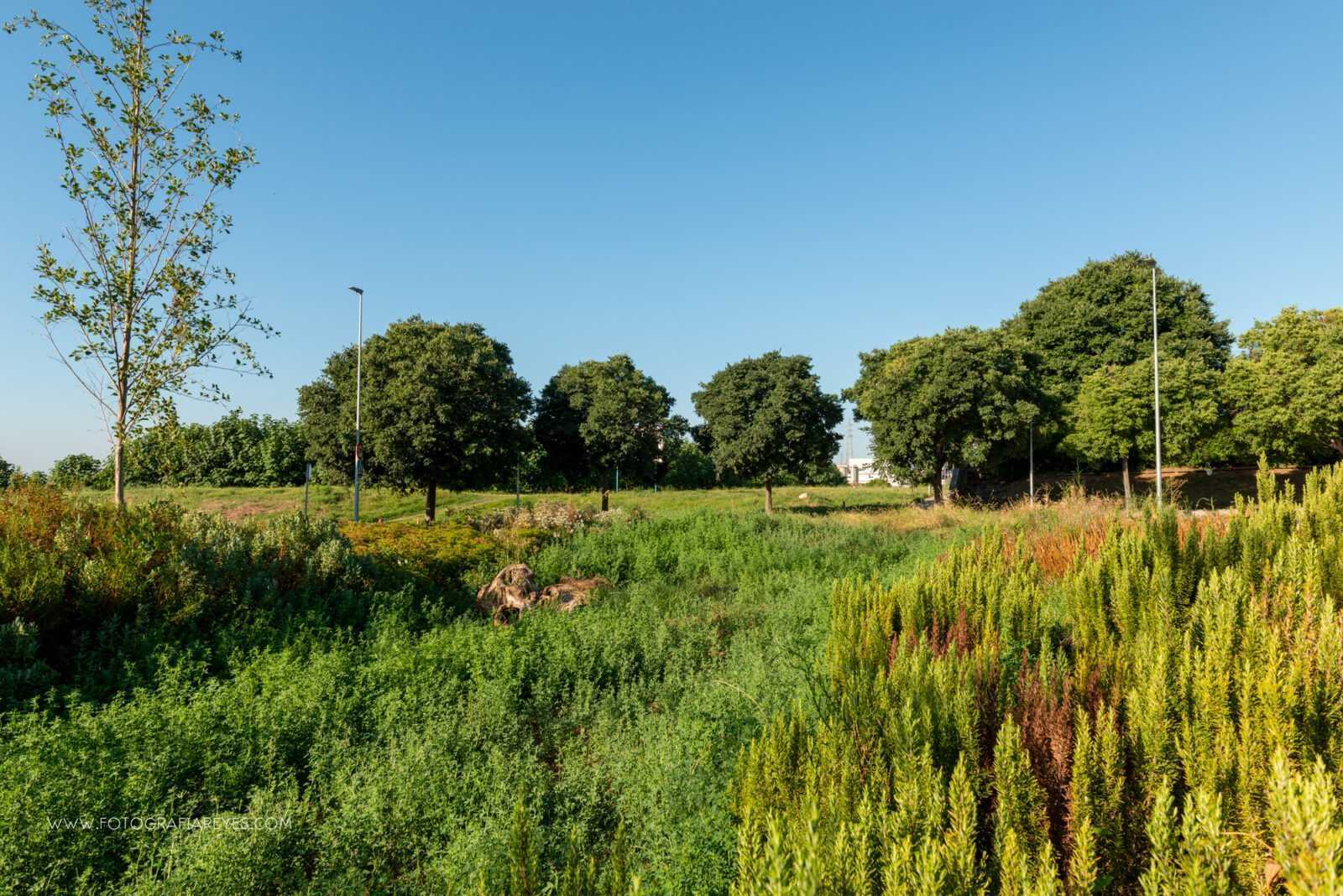 Detall de la vegetació de la rotonda de Sant Boi de Llobregat Small Ecosystem