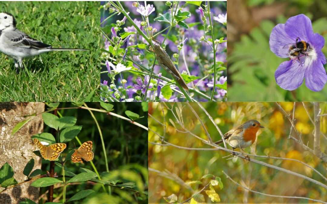 Imagenes de alsunas de las especies encontradas en la plaza de las Glòries