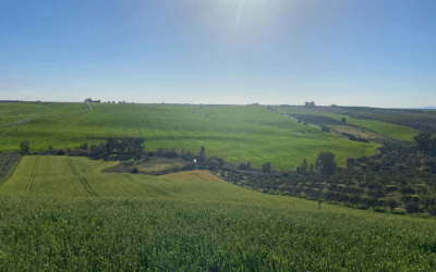 Integración ecológica, ambiental y paisajística de un parque solar fotovoltaico en Guadalcázar