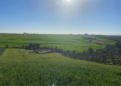 Integració ecològica, ambiental i paisatgística d’un parc solar fotovoltaic a Guadalcázar