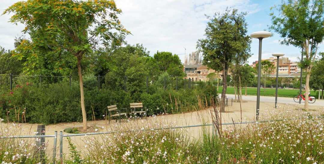 Detall d’un node de biodiversitat de la plaça de les Glòries Catalanes