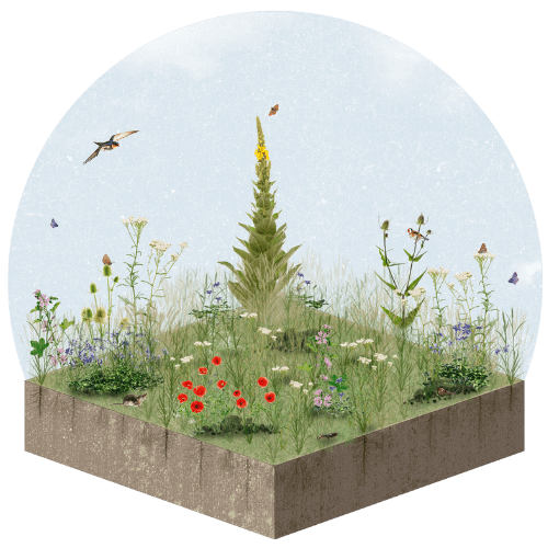Small Ecosystem: Irbis, ecología aplicada a la sostenibilidad