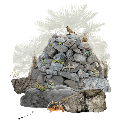 Microhabitat adicional: elementos rocosos de Irbis